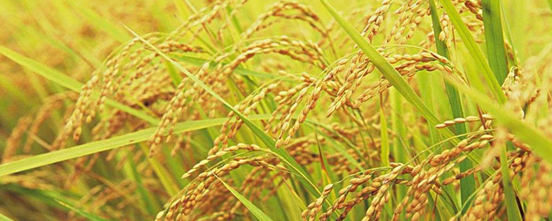 水稻根茎叶的外形特点 水稻叶子的特点