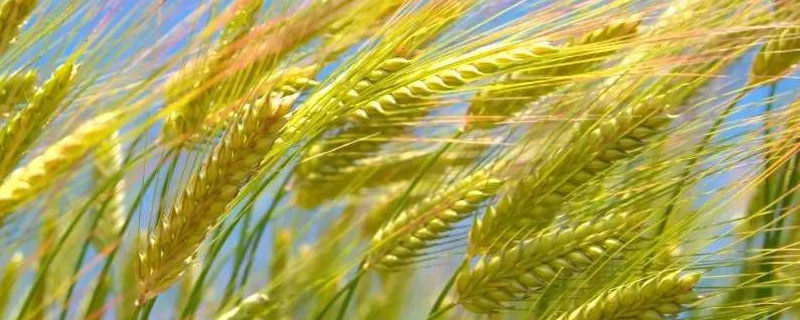 小麦和水稻的区别（种植小麦和水稻的区别）