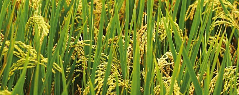 水稻哪个季节成熟的 水稻成熟季节