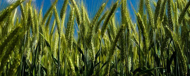 小麦按质地可分为什么（根据小麦的品质和用途可以把小麦分为）