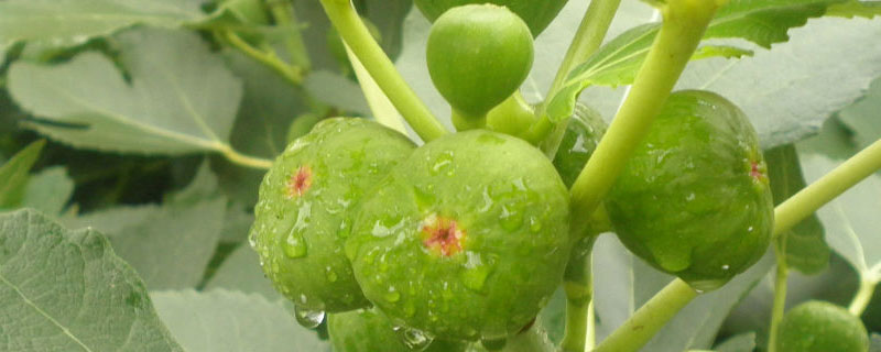 无花果北方能种植吗 北方可以种无花果吗?