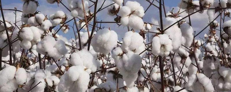 棉花从种植到收获过程 棉花种植到采摘的过程