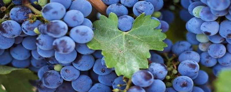 蓝莓莱克西和蓝丰有什么区别 蓝莓莱克西和蓝丰哪个好