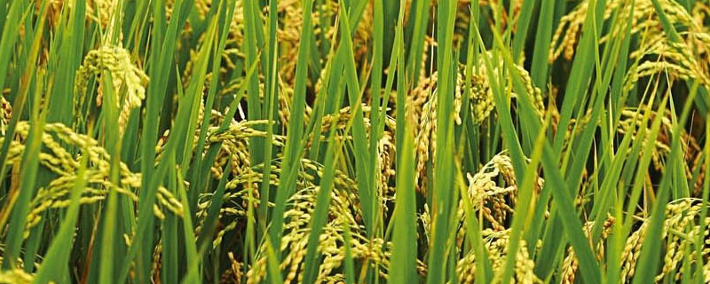 怎样用稻壳改良土壤 稻田土壤改良