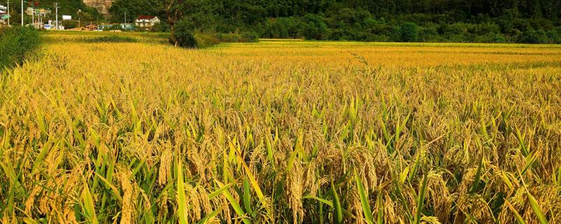水稻底肥怎么配比 水稻底肥用什么肥
