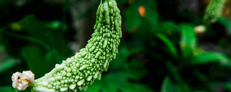 种植苦瓜用掐尖吗 苦瓜什么时候掐尖吗最好