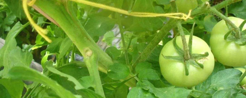 海精灵生物刺激剂介绍 海精灵生物刺激剂作用