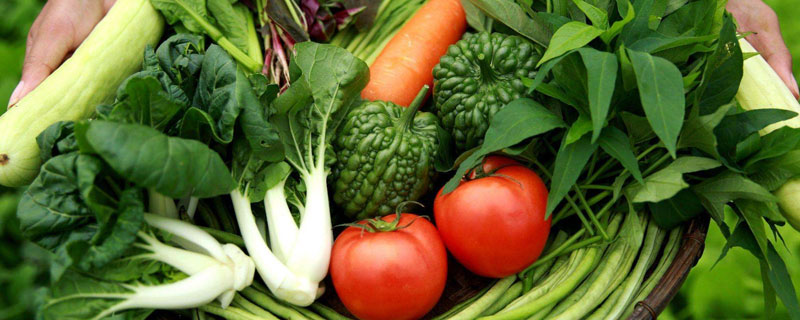 有机蔬菜种植技术规程 有机蔬菜种植技术与管理方案