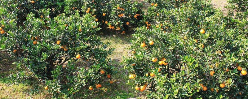 橘子树北方能种植吗（橘子树北方可以种吗?）