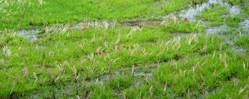 水田封闭除草啥药好