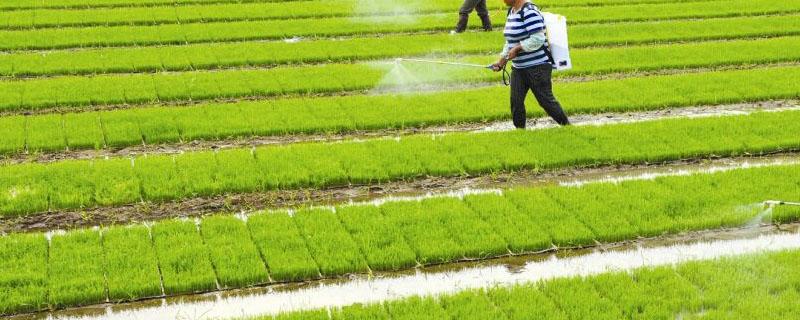 水稻药害用什么解药（水稻受药害用什么解药）