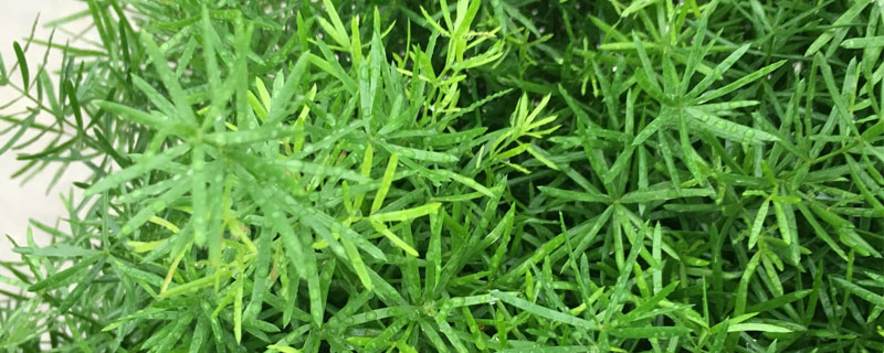 天门冬亩产量 天门冬的价格与亩产量