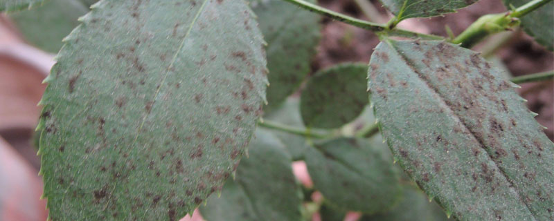 月季花黑斑病用什么药（月季花黑斑病用什么药治疗）