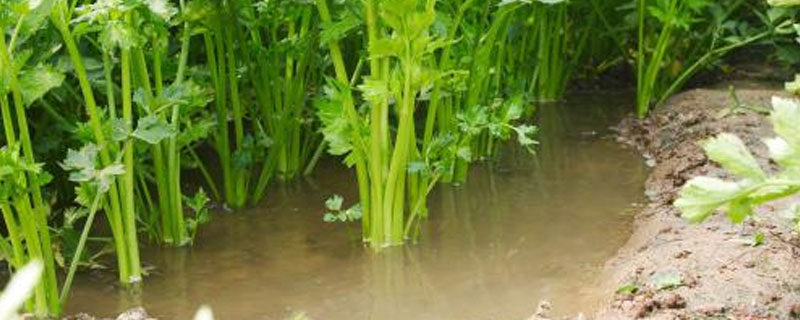 关于水芹病害虫，你知道怎样防治吗（关于水芹病害虫,你知道怎样防治吗英文）