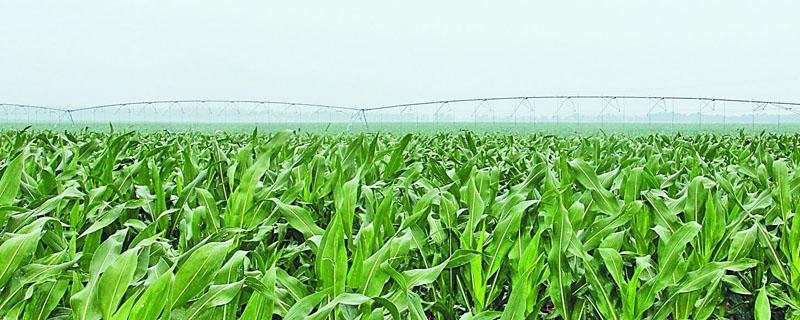 玉米控旺药什么时候打 玉米控旺药啥时间打