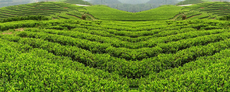 什么茶补肾壮阳（男人夏天喝什么茶补肾壮阳）