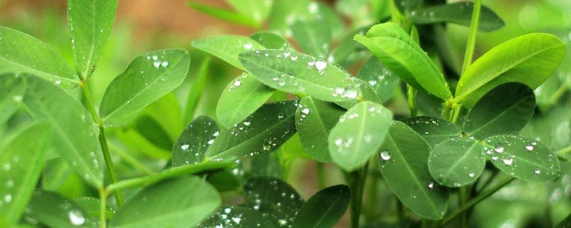 花生苗后除草剂什么时候打（花生苗前除草剂什么时候打）