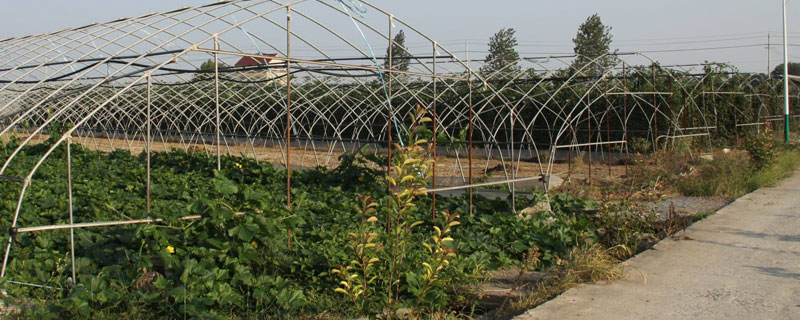 建蔬菜大棚国家有补贴吗 种植大棚蔬菜国家有没有补贴
