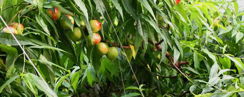 主干型桃树的种植密度（桃树定植密度）