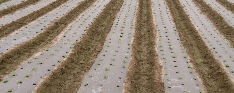 地膜花生的种植时间 地膜覆盖花生什么时候种