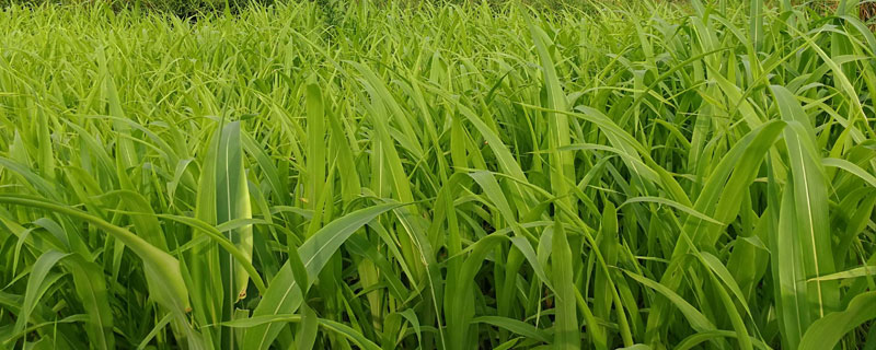 水稻害虫有哪些 水稻害虫有哪些类群