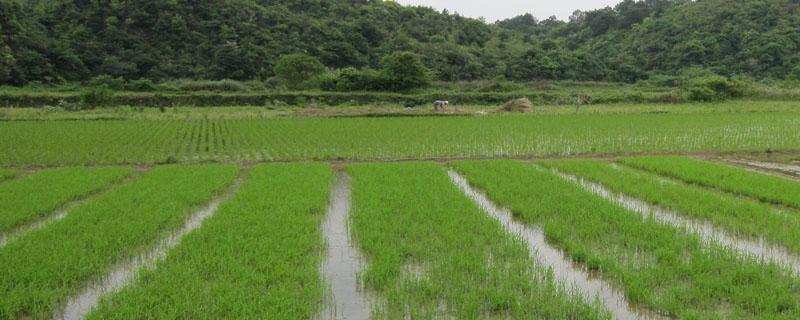 水稻主要病虫害有哪些 水稻主要病虫害的发生与防治