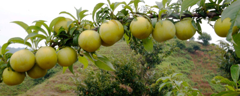 蜂糖李种植有哪些条件（蜂糖李的种植技术）