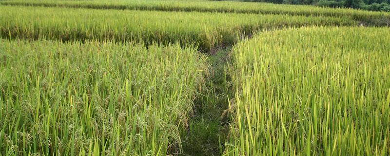 水稻三化螟的防治时间 水稻三化螟防治的最佳时期