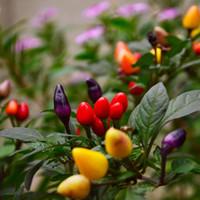 茶花凤仙（茶花凤仙播种的方法和时间）