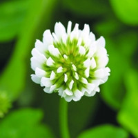 花菱草（花菱草的功效与作用）
