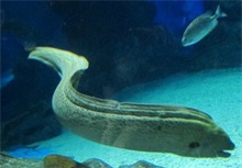 海鳗百科 海鳗百度百科