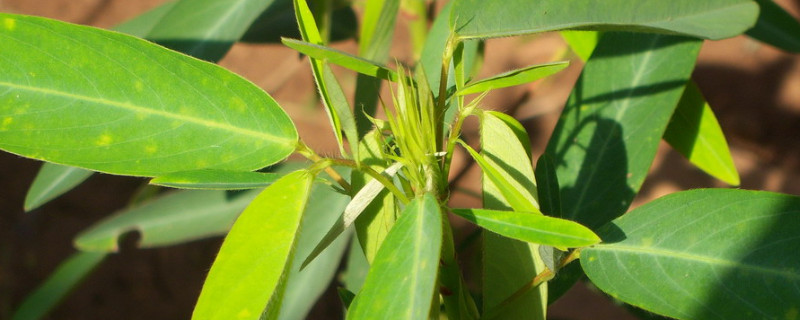 跳舞草是植物吗（能跳舞的草叫什么草）