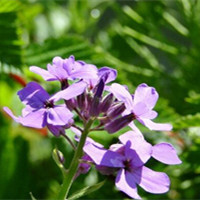 三色旋花（三色旋花花语）