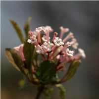 花木蓝 花木蓝什么科什么属