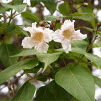 虾衣花（虾衣花寓意）