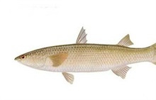 梭鱼百科 梭鱼的种类