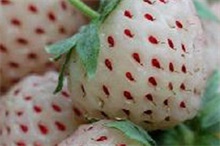 菠萝莓百科（菠萝草莓是什么品种）