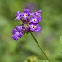 蛾蝶花（蛾蝶花几年生）