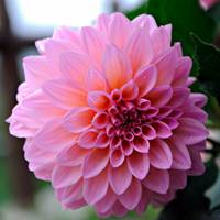 五彩芋（五彩芋图片）