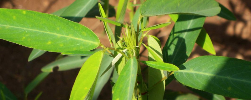 跳舞草是不是毒品原植物 跳舞草是毒物吗