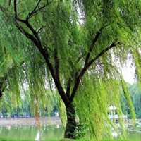 重阳木（重阳木树价格表）