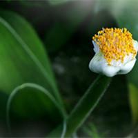 黑心菊（黑心菊的种植方法和注意事项）