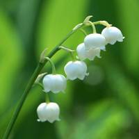 花毛茛 花毛茛种球种植方法和时间