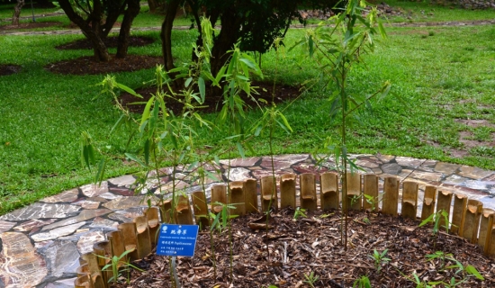 会“跳舞”的植物——跳舞草 跳舞草盆栽