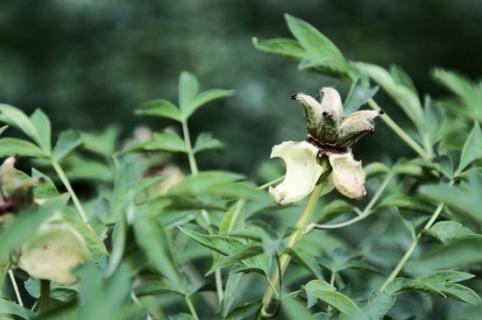 芍药花叶子干枯了是什么原因