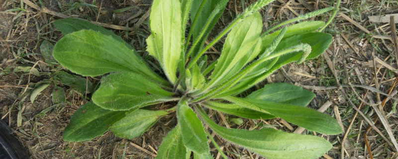 车前草可以当菜吃吗（车前草能吃菜吗）