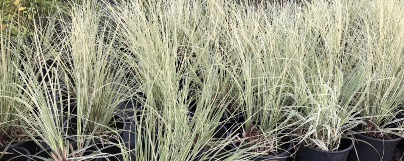 玉带草功能及作用 玉带草的功效与作用及食用方法