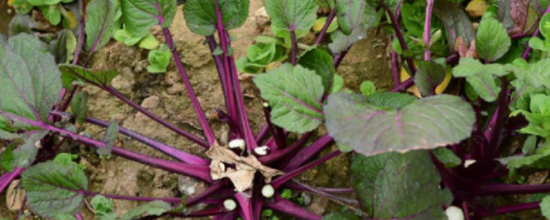 红菜苔叶子很大要不要摘掉（红菜苔叶子很旺需要摘掉吗）