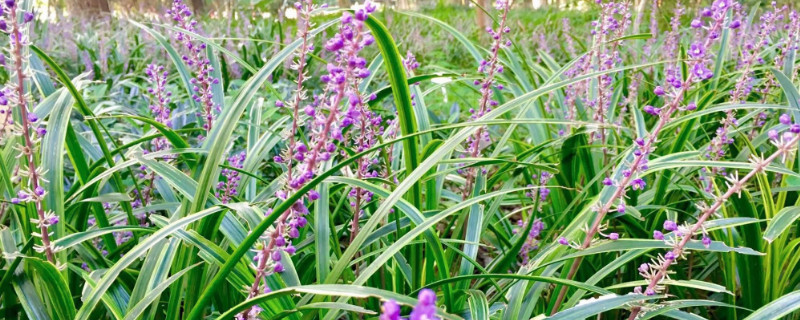 沿阶草花语 沿阶草的诗句