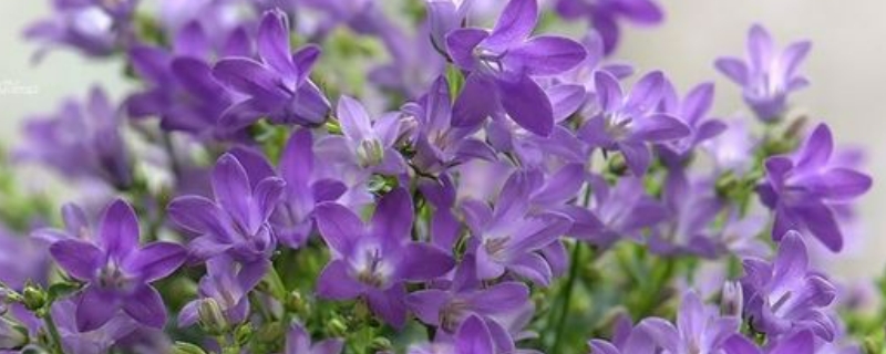 风铃花的花语是什么意思 黄色风铃花的花语是什么意思